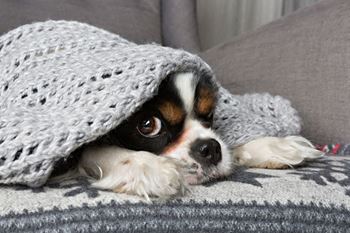 Pet friendly